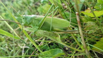 20170723_183326-01-01