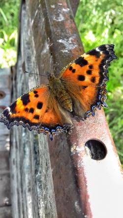 20170723_143118-01-01