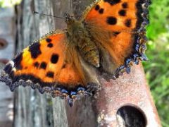 20170723_143118-01-01