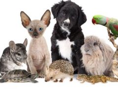 c3837a55732ae95706e67183e248cefe